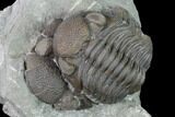 Bargain Eldredgeops Trilobite Fossils - Silica Shale #137267-4